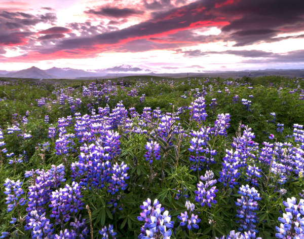 Field of purple flowers with sunset and mountains in the background.