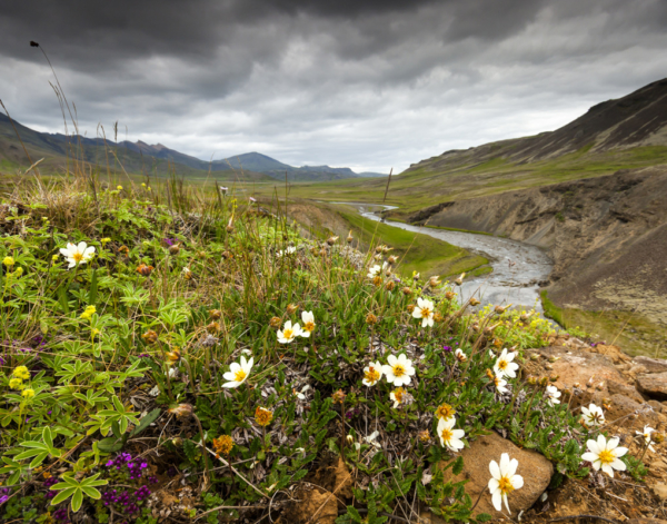 Mountain stream with wildflowers. 