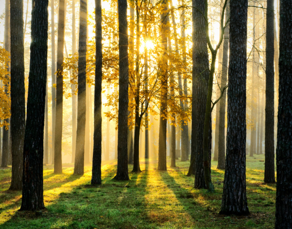 Forest of trees with sunlight showing through. 